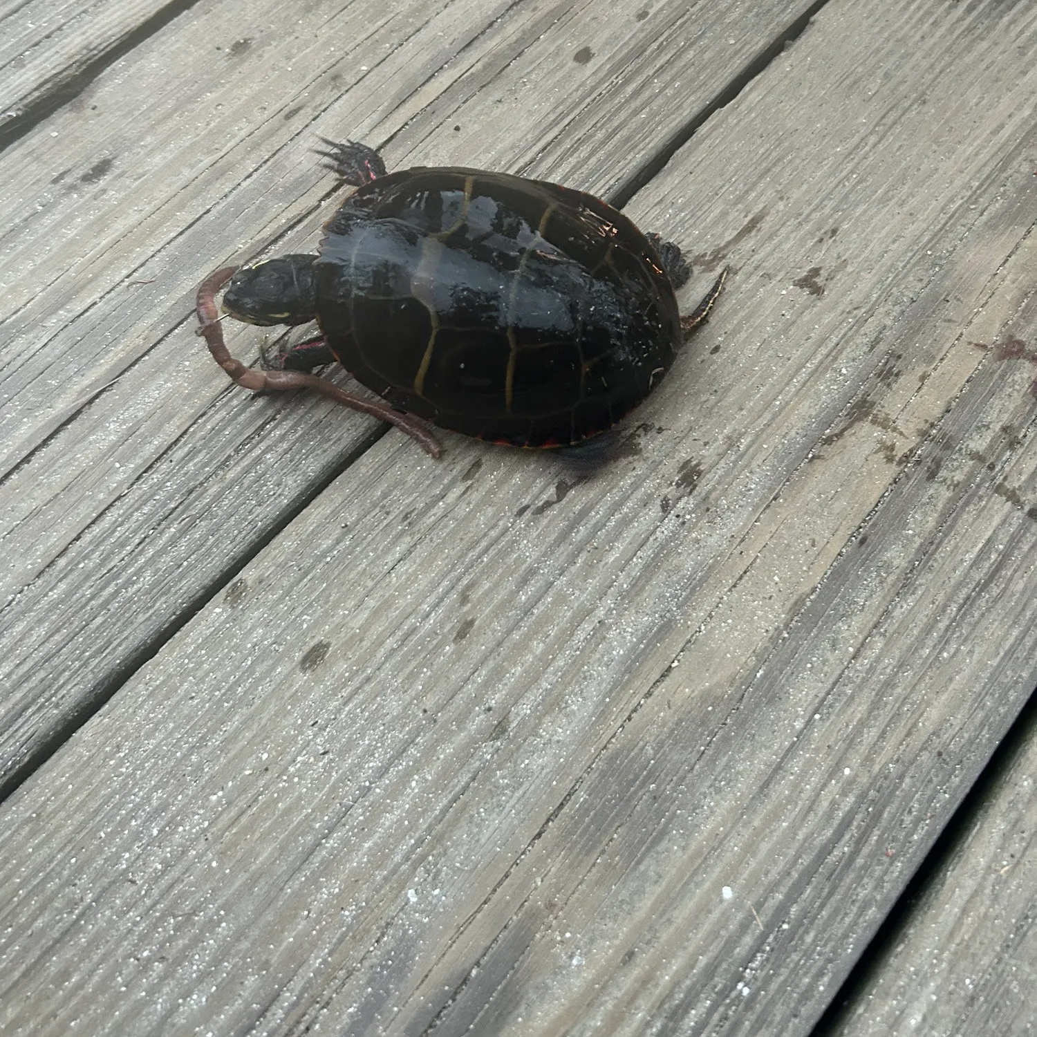 Painted turtle caught on Fishbrain