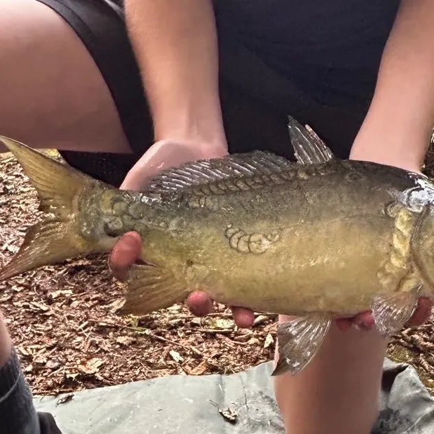 Mirror carp caught on Fishbrain
