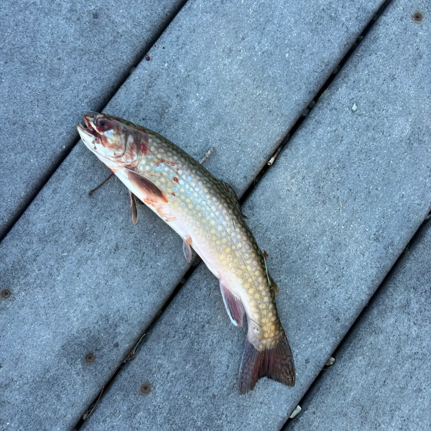 The most recent Brook trout catches on Fishbrain