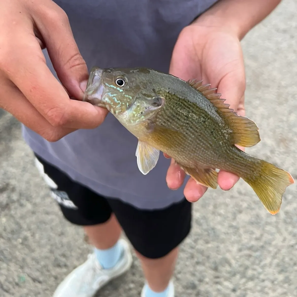 Bluegill caught on Fishbrain