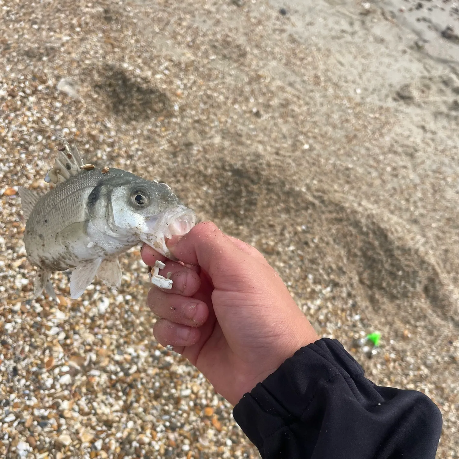 European seabass caught on Fishbrain