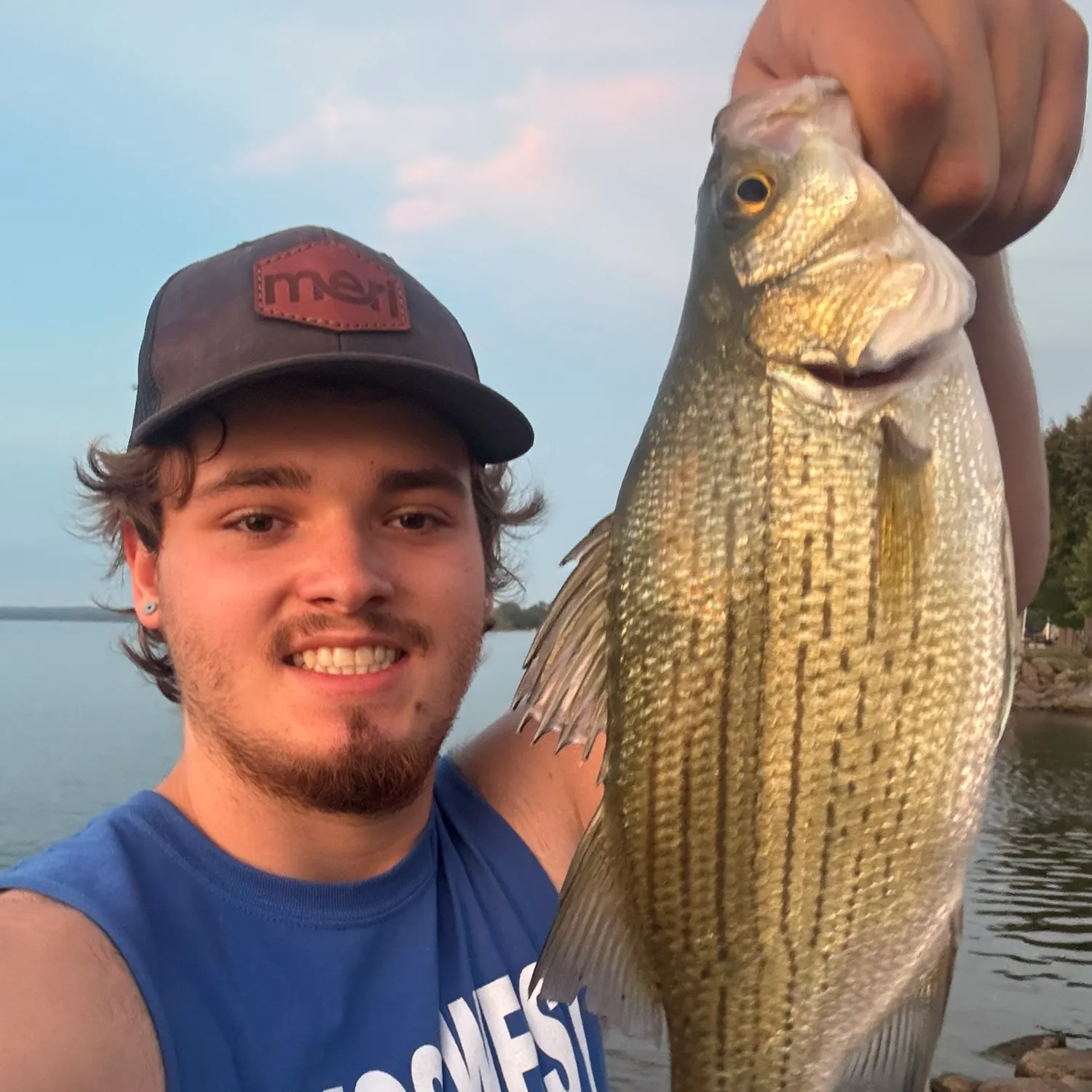 White bass caught on Fishbrain