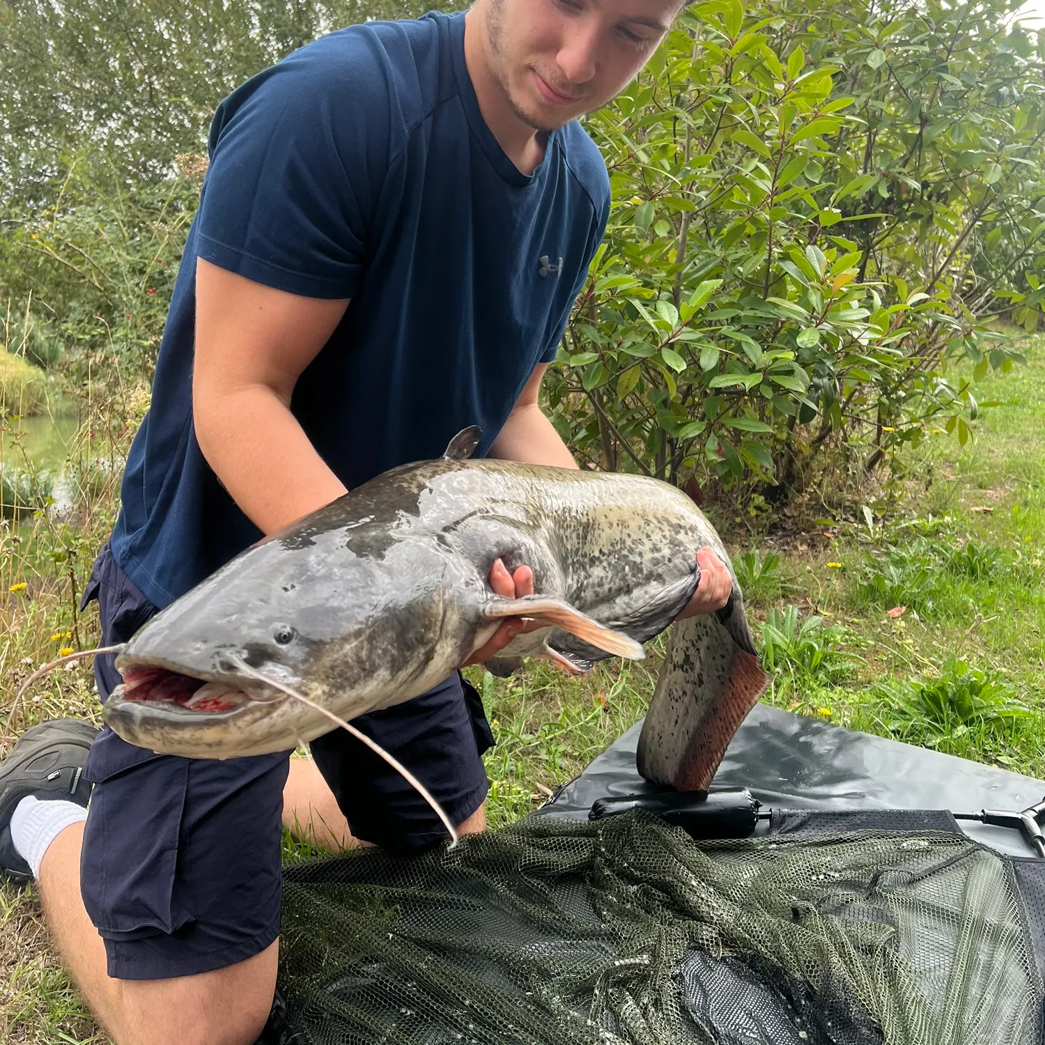 Wels catfish caught on Fishbrain