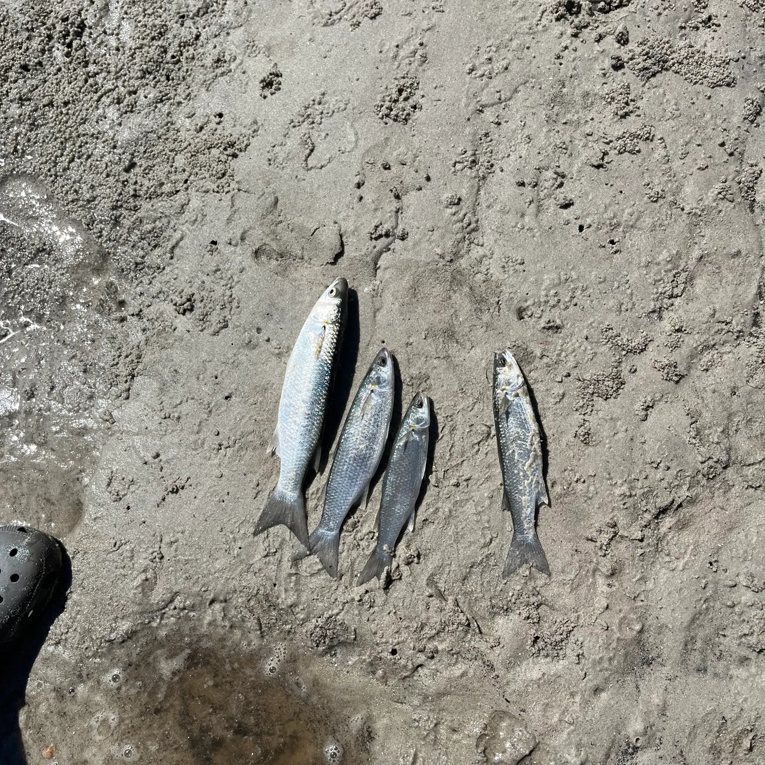 Striped mullet caught on Fishbrain