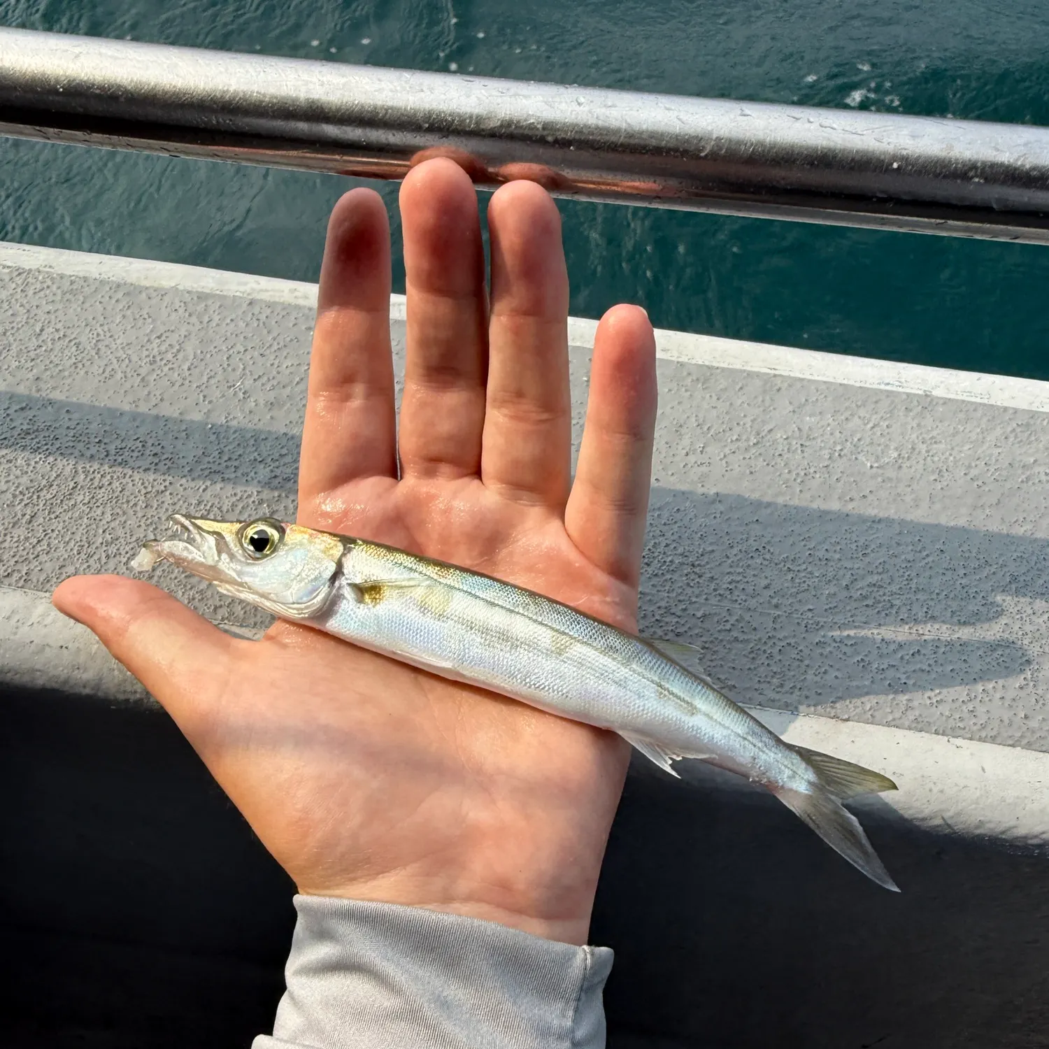 The most recent Bigeye barracuda catches on Fishbrain