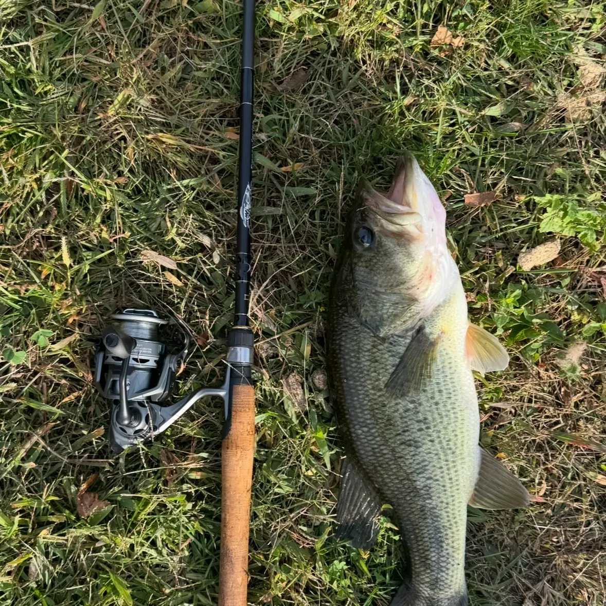 Largemouth bass caught on Fishbrain