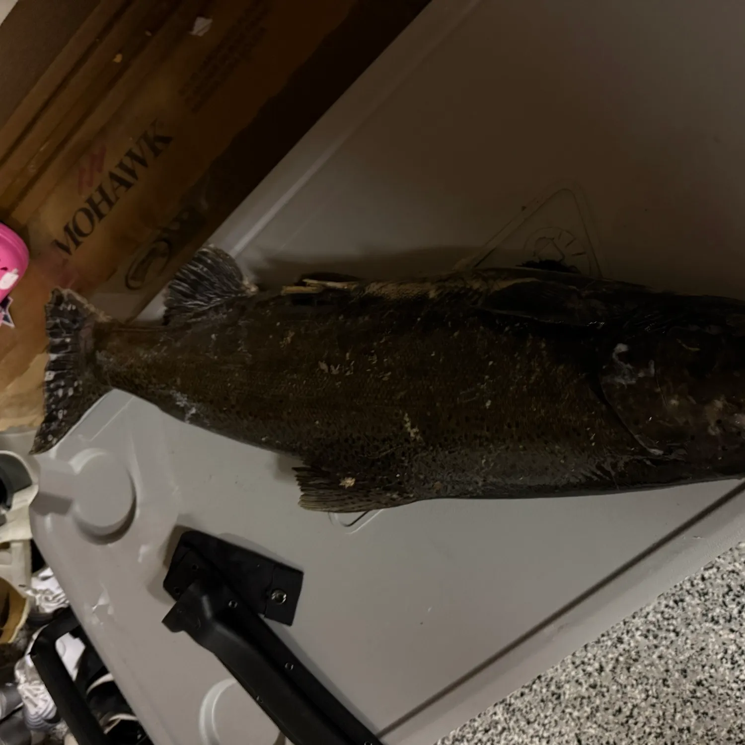 Chinook salmon caught on Fishbrain