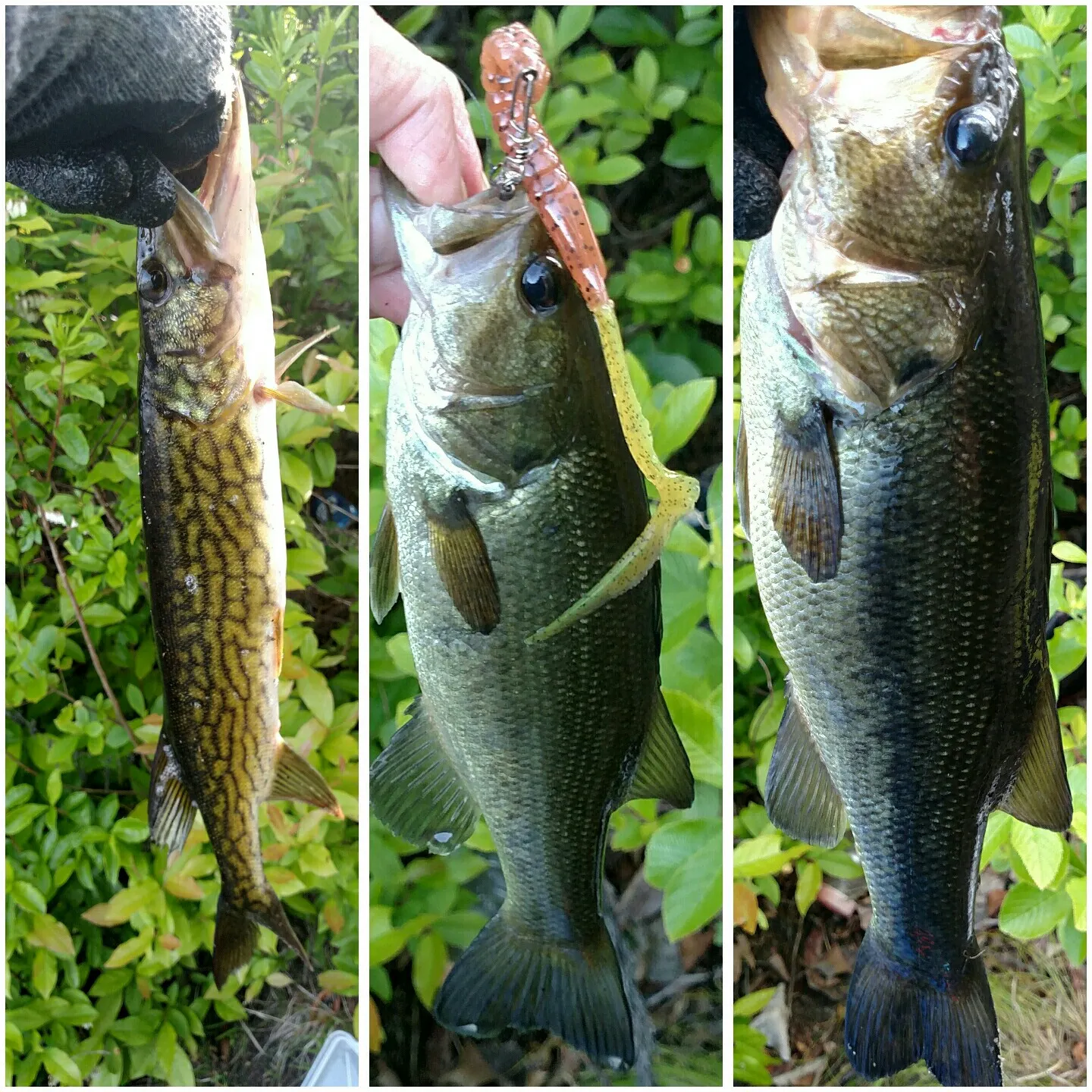 recently logged catches