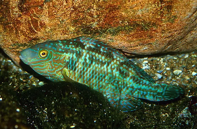 Corkwing wrasse