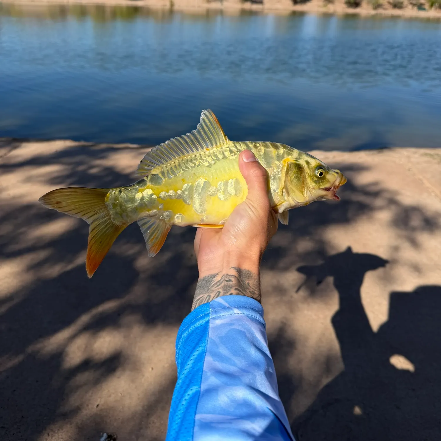Mirror carp caught on Fishbrain