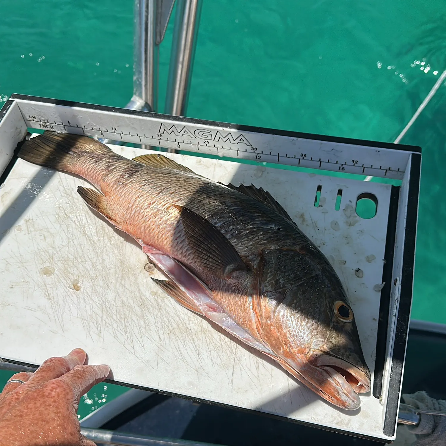 The most recent Pacific cubera snapper catches on Fishbrain