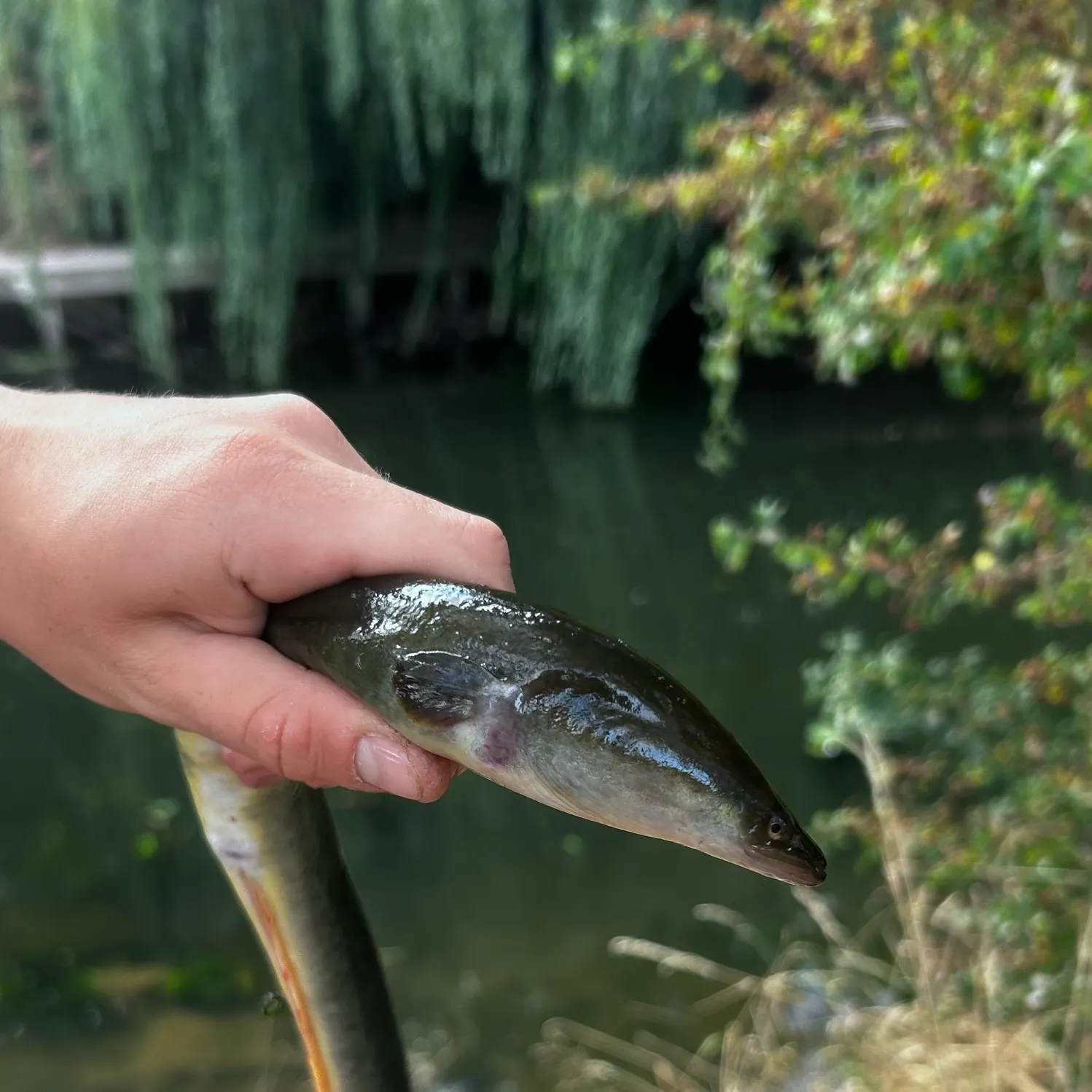 European eel caught on Fishbrain