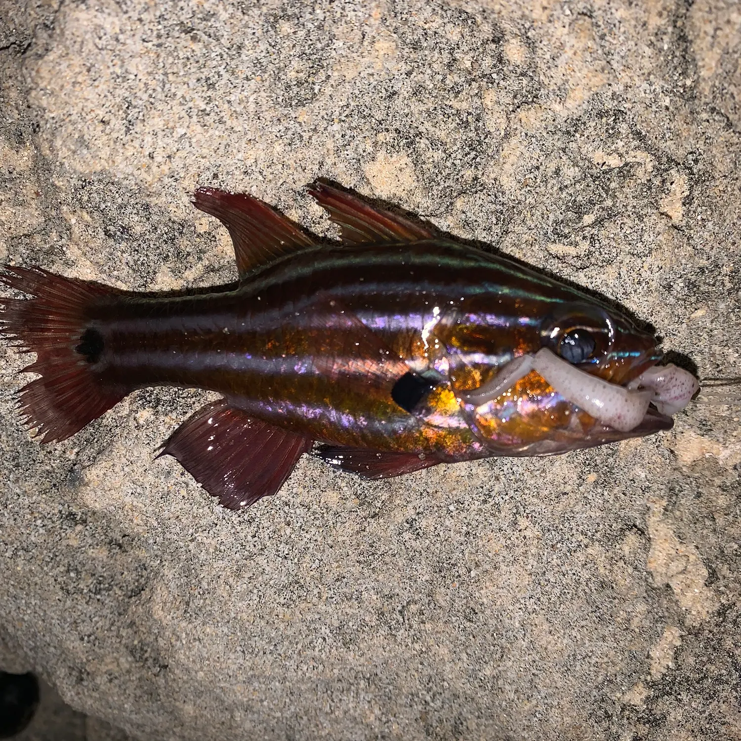 The most recent Western striped cardinalfish catches on Fishbrain