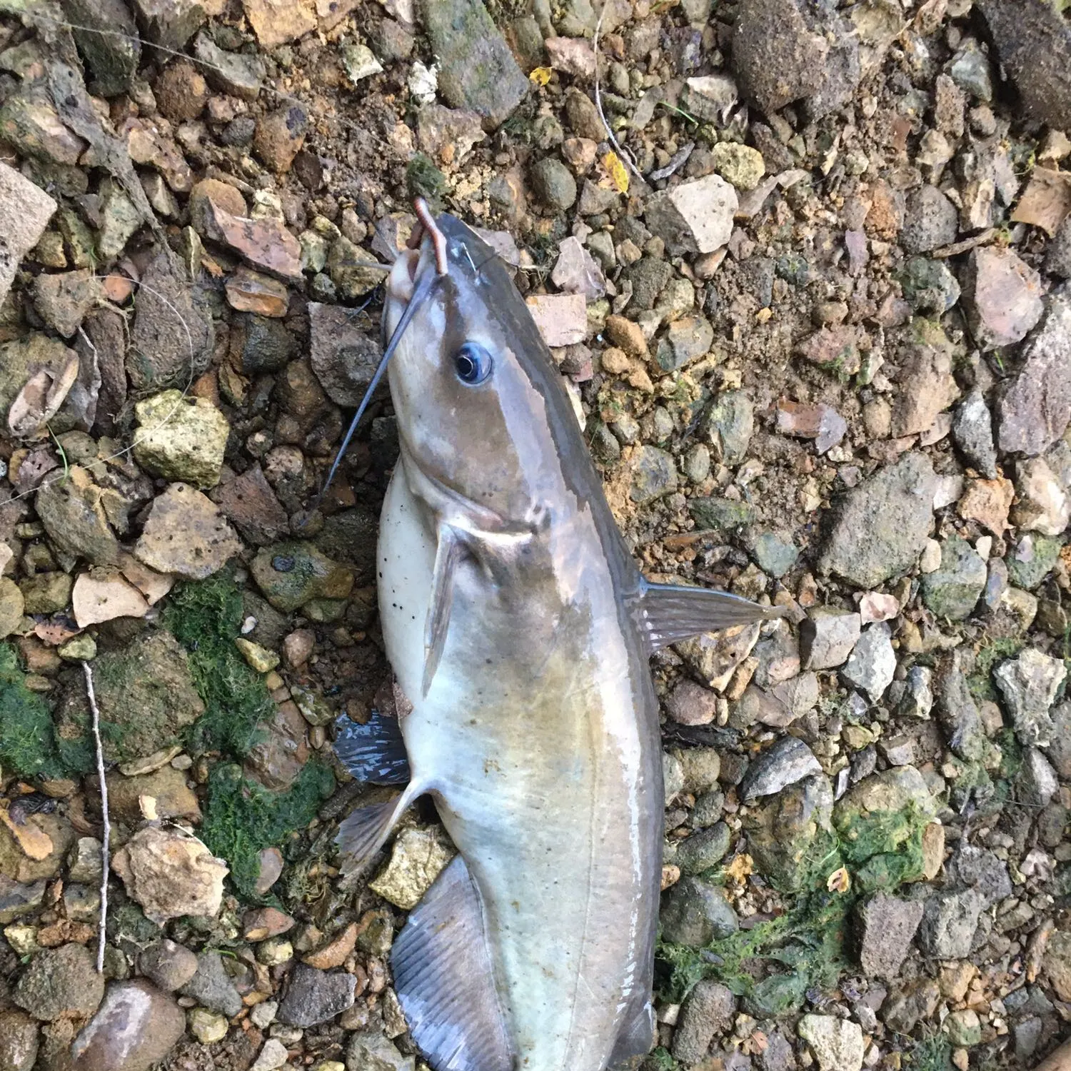 Channel catfish caught on Fishbrain