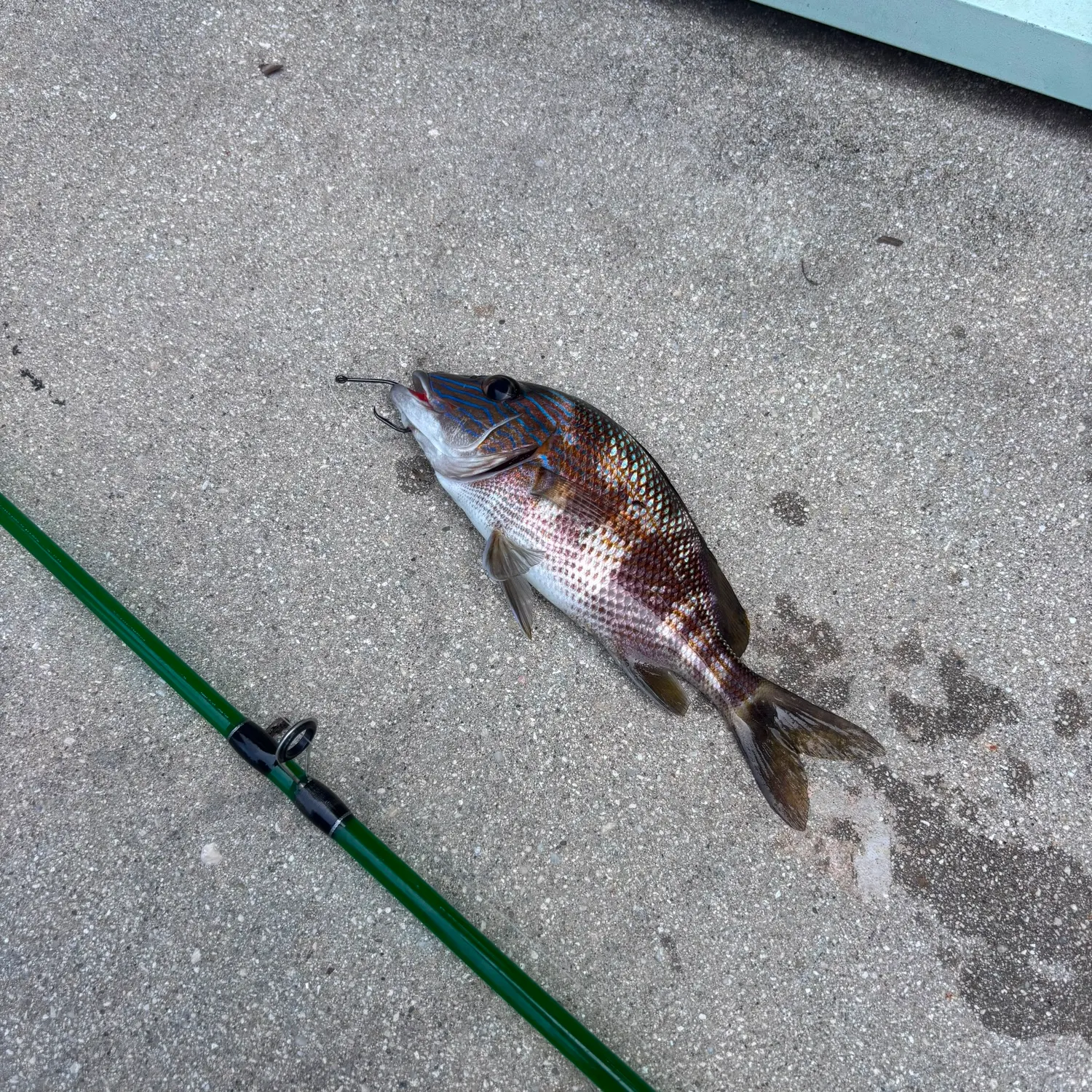 White grunt caught on Fishbrain