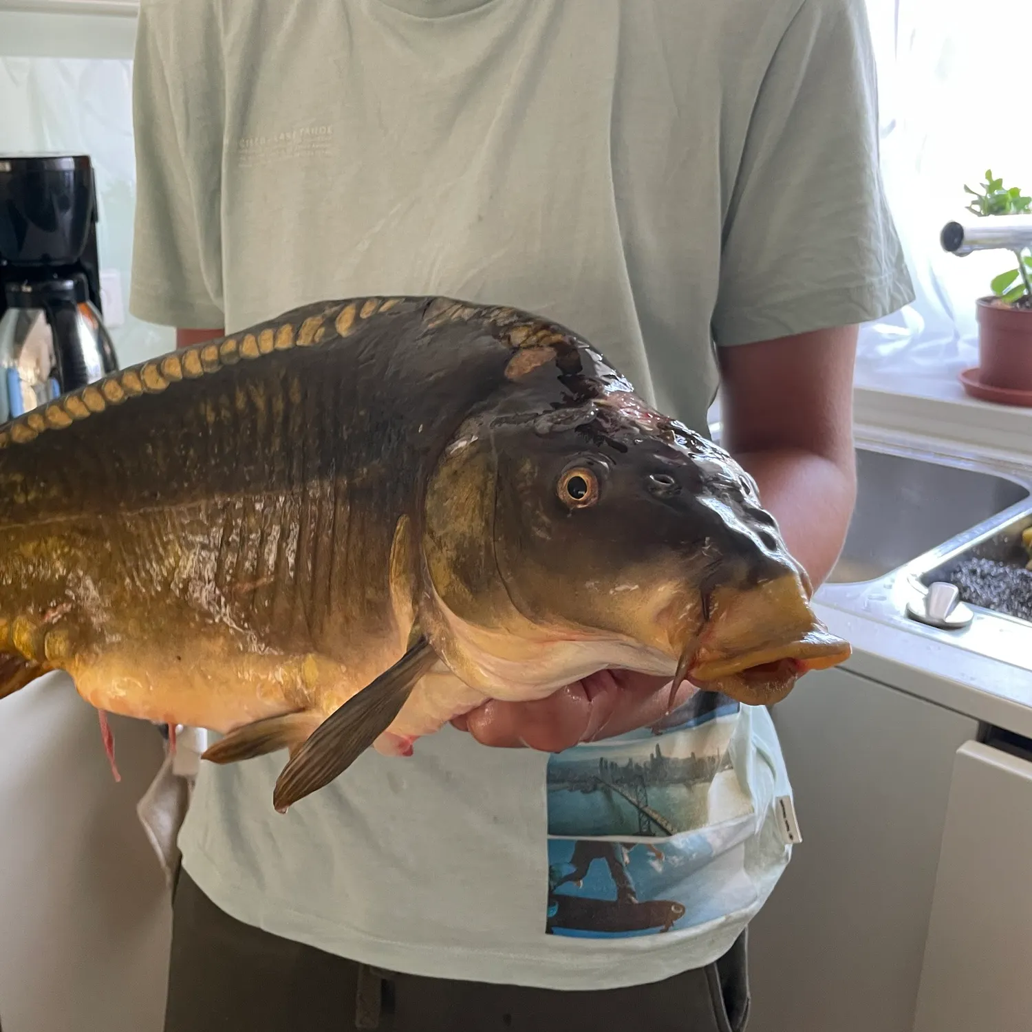 Leather carp caught on Fishbrain