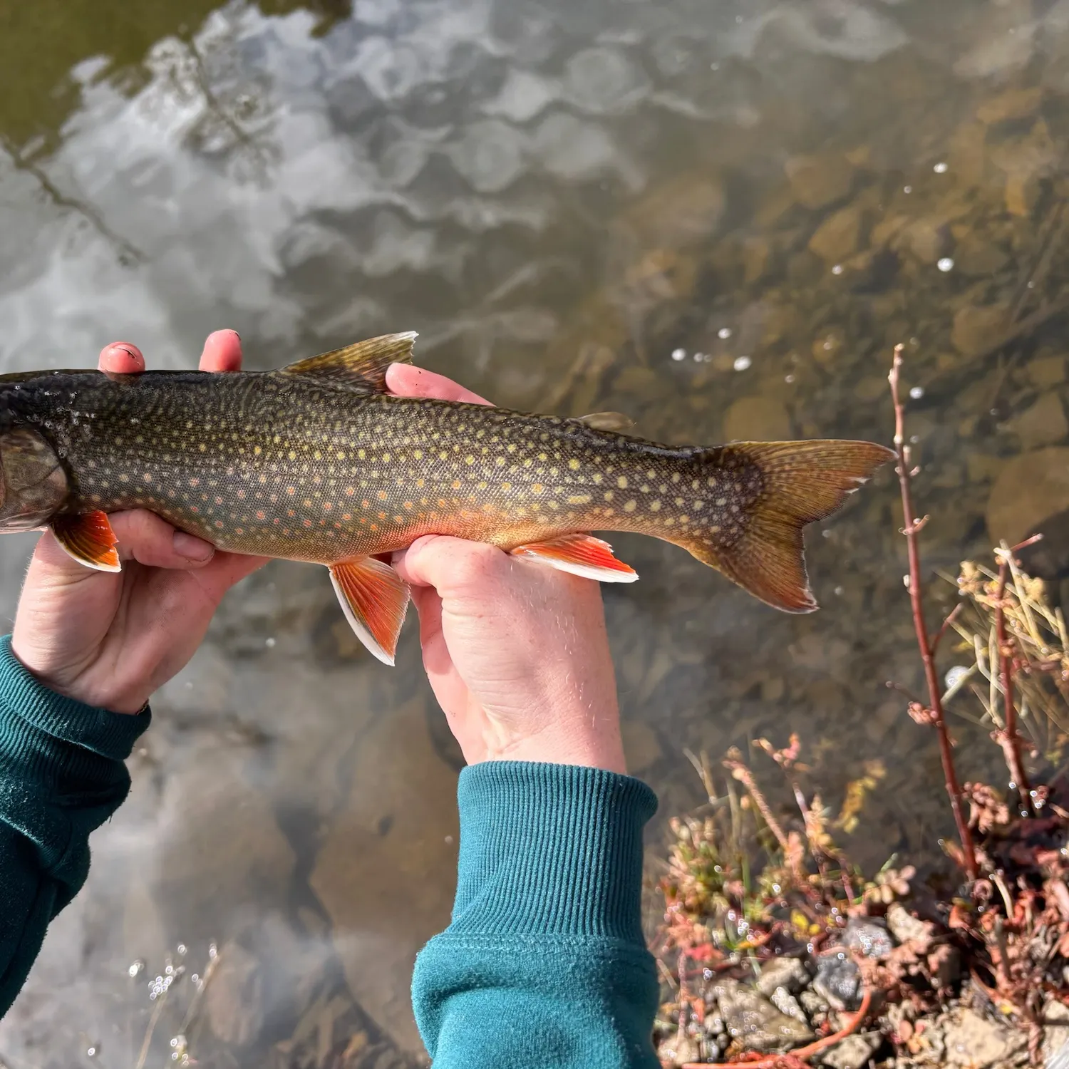 Splake caught on Fishbrain