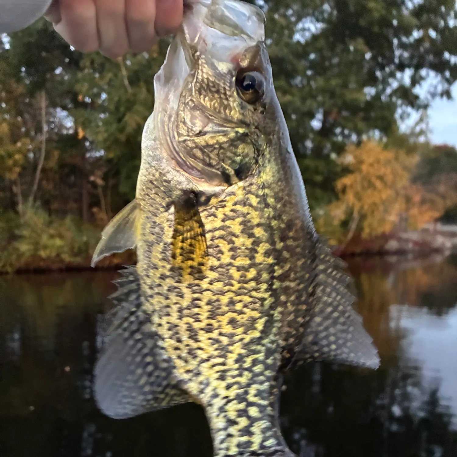 Black crappie caught on Fishbrain