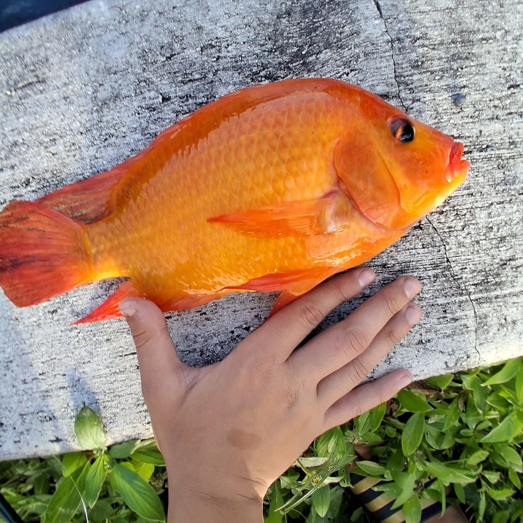 The most recent Midas cichlid catches on Fishbrain