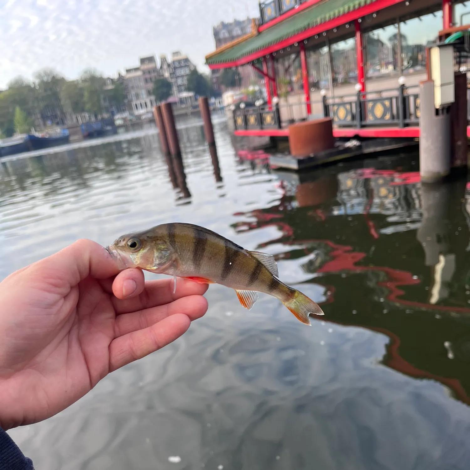 European perch caught on Fishbrain