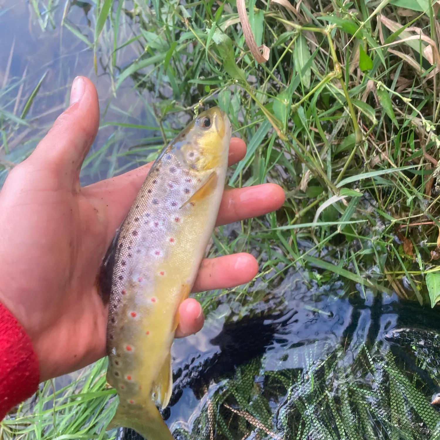 Brown trout caught on Fishbrain