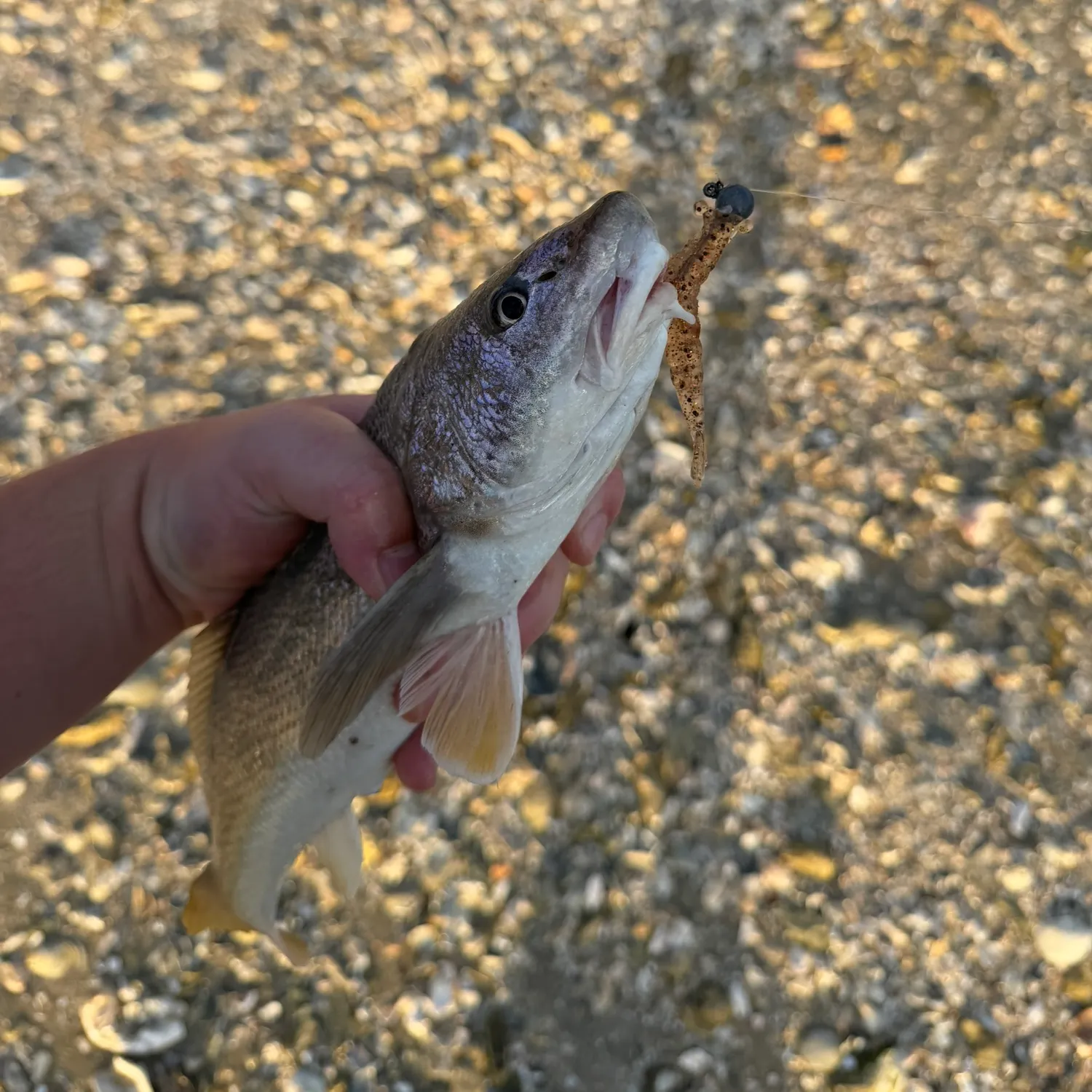 Southern kingcroaker caught on Fishbrain