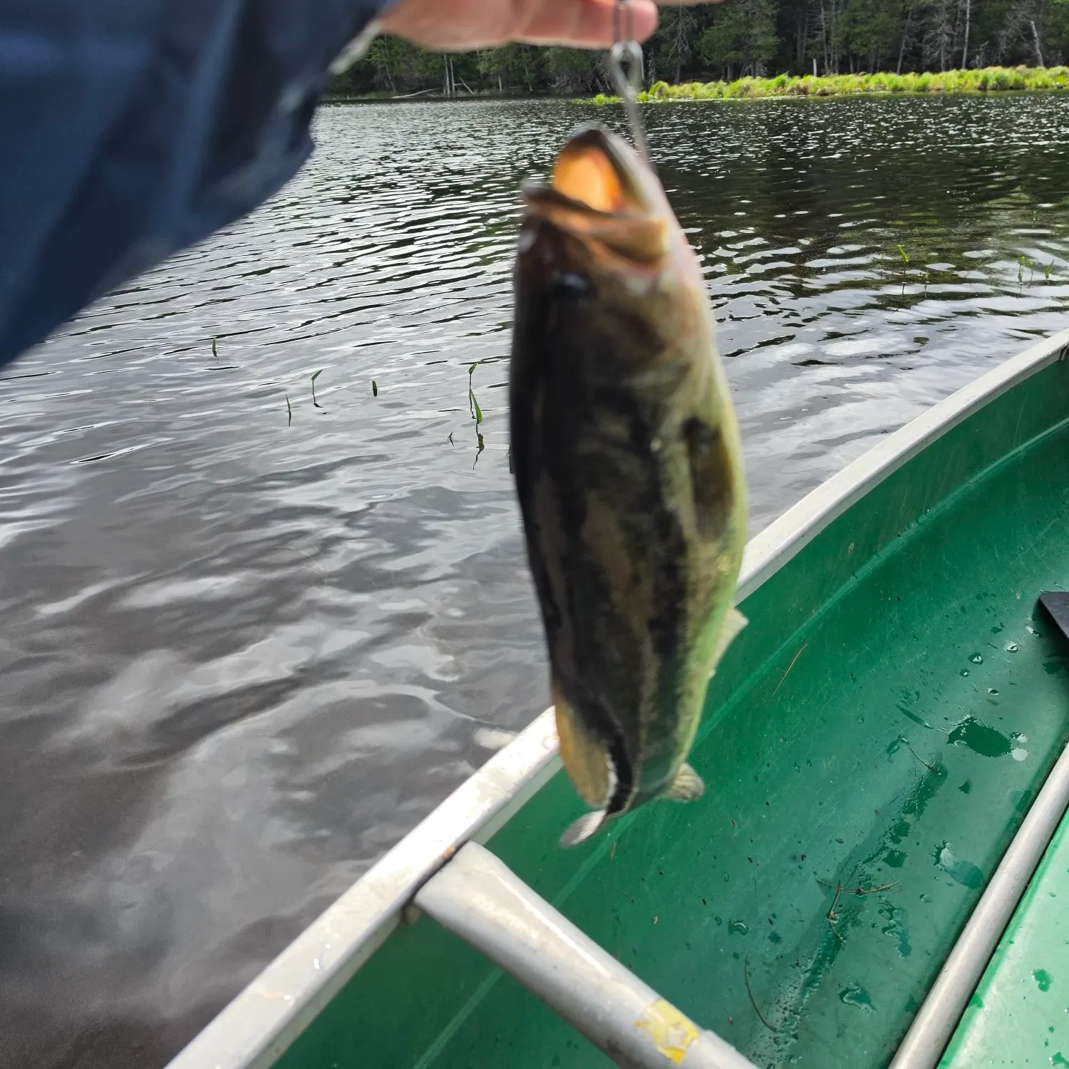 The most recent Smallmouth bass catches on Fishbrain