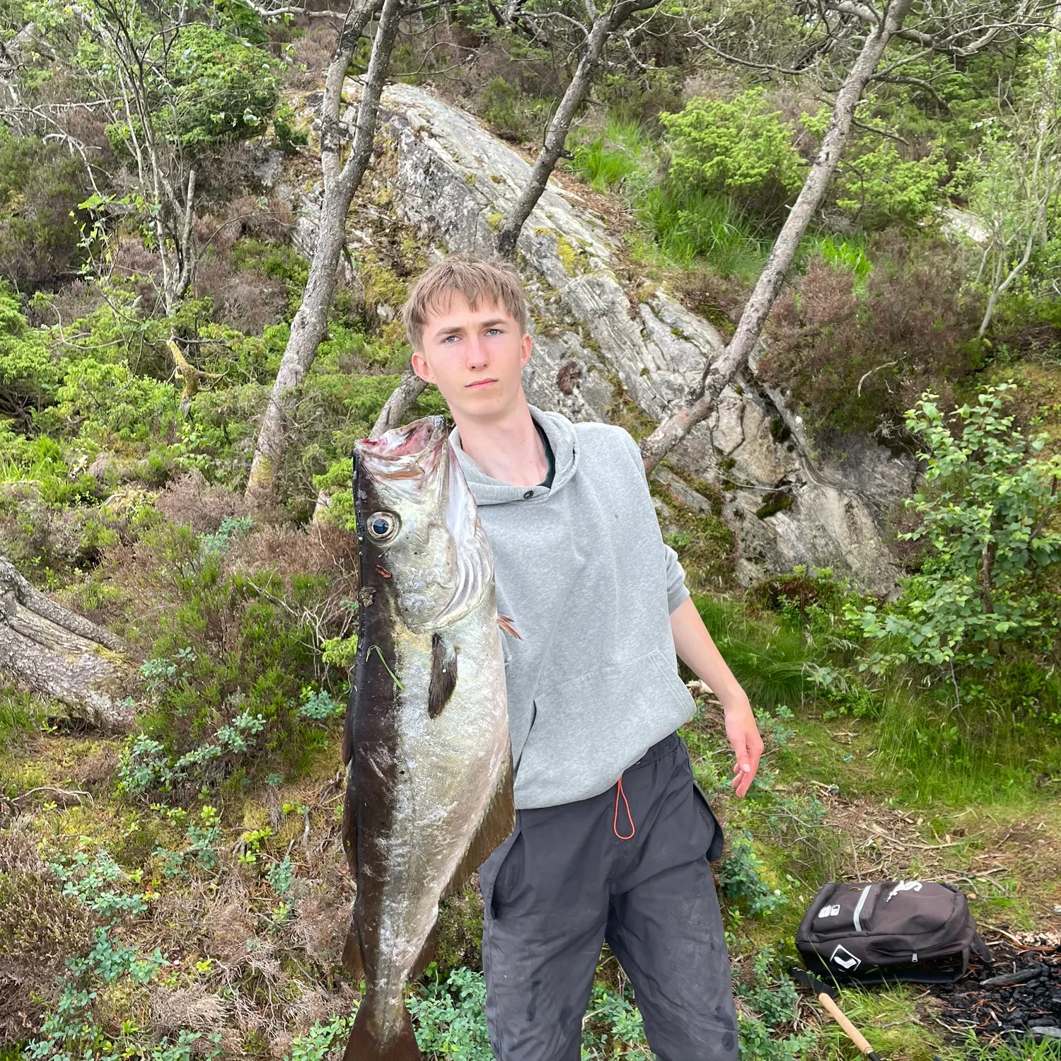 The most recent Pollack catches on Fishbrain