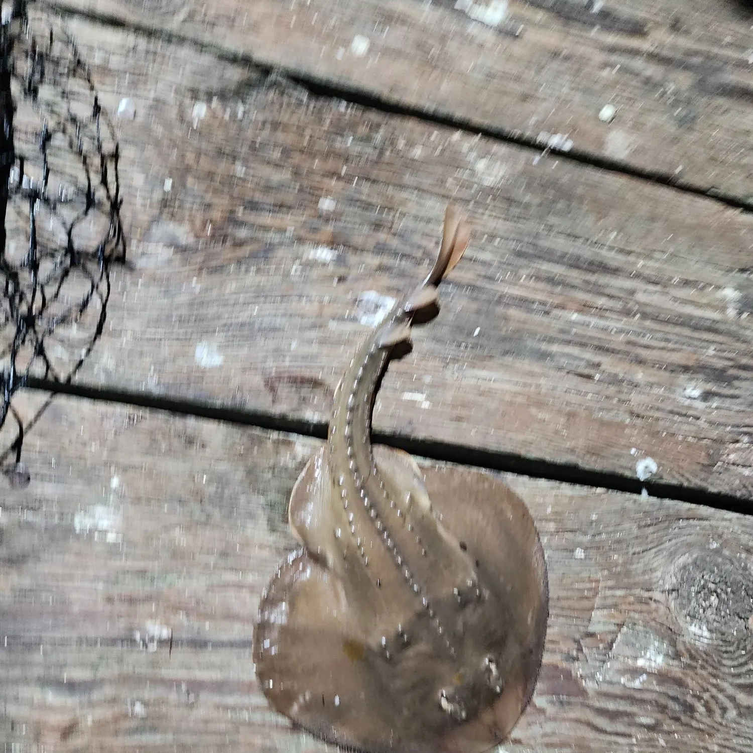 The most recent Thornback guitarfish catches on Fishbrain