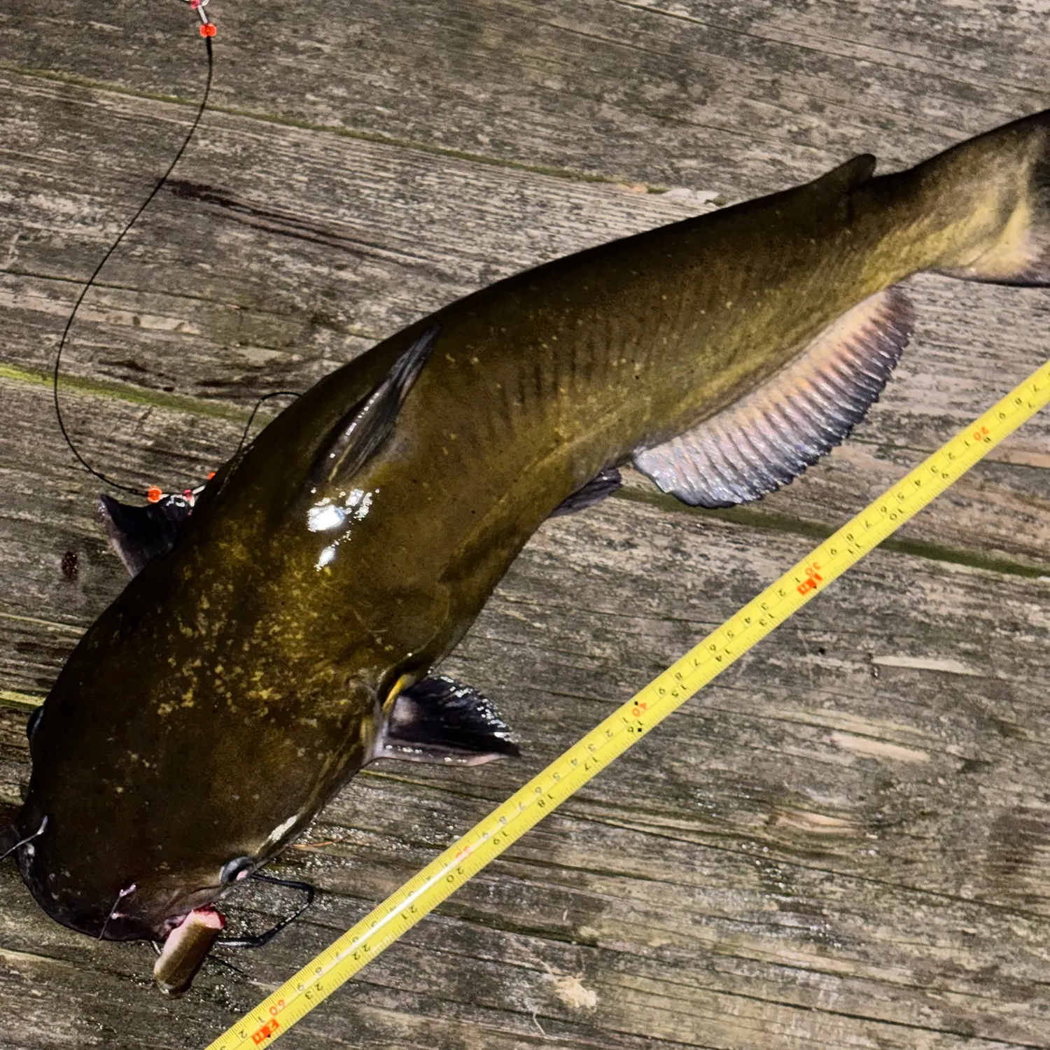 Channel catfish caught on Fishbrain