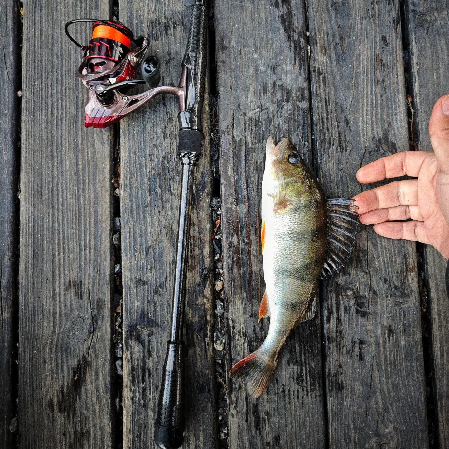 European perch caught on Fishbrain