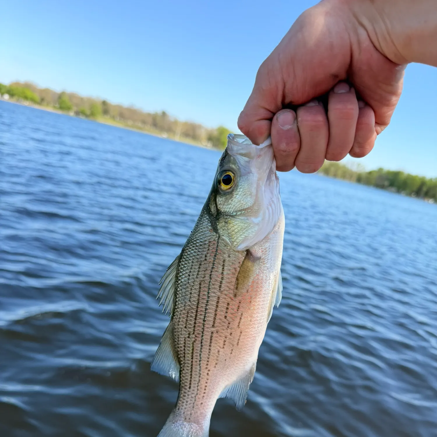 The most recent White bass catches on Fishbrain