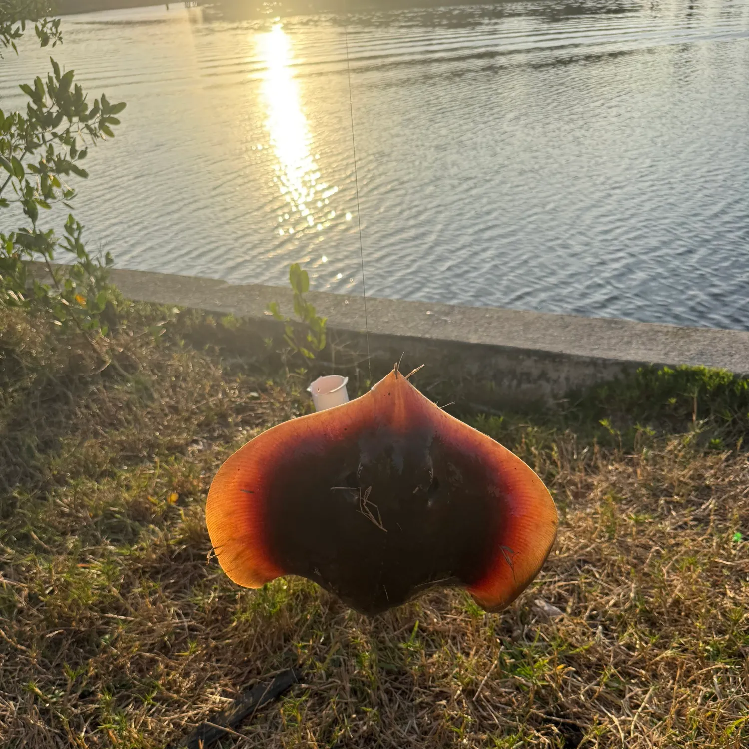 The most recent Atlantic stingray catches on Fishbrain