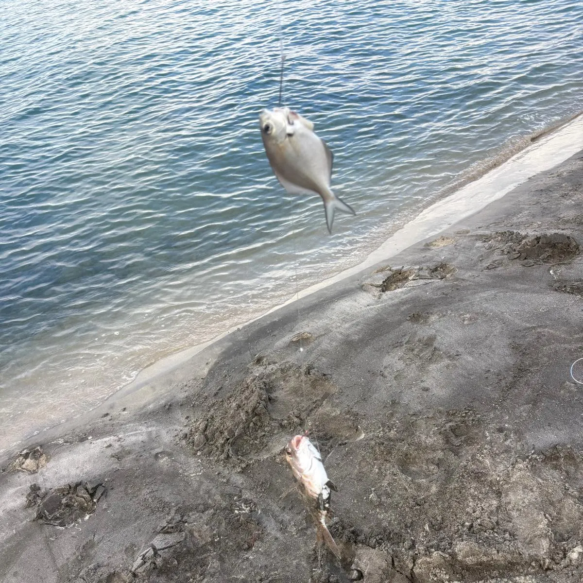 The most recent American butterfish catches on Fishbrain