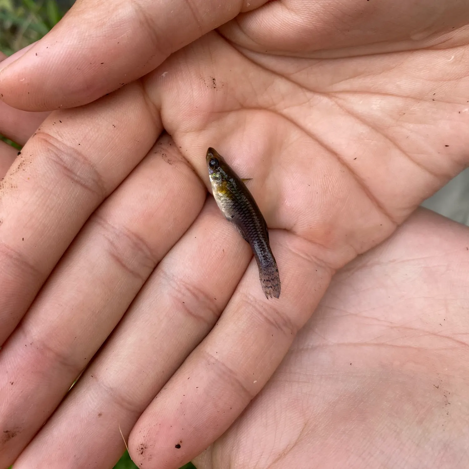 The most recent Western mosquitofish catches on Fishbrain