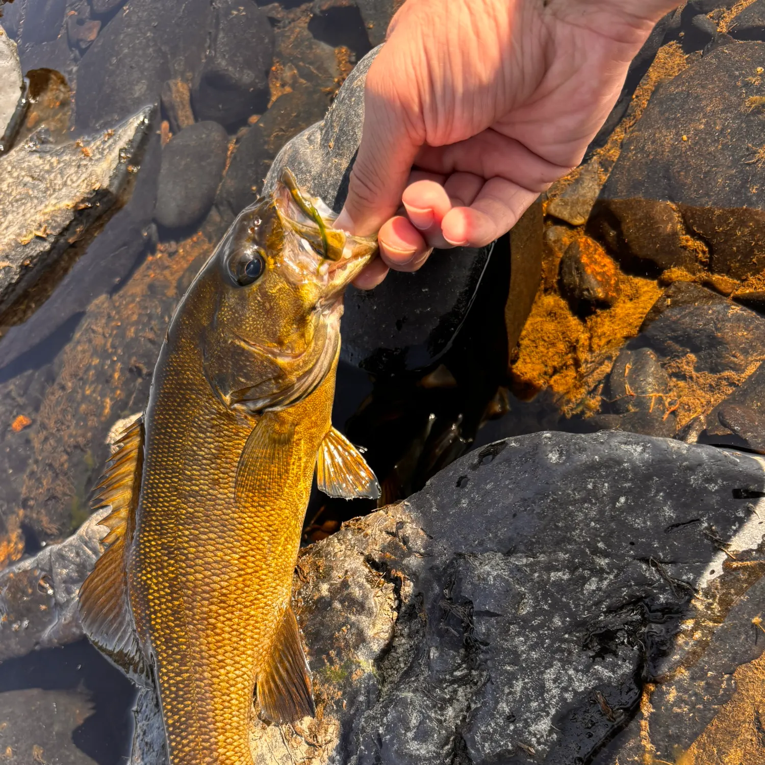Smallmouth bass caught on Fishbrain