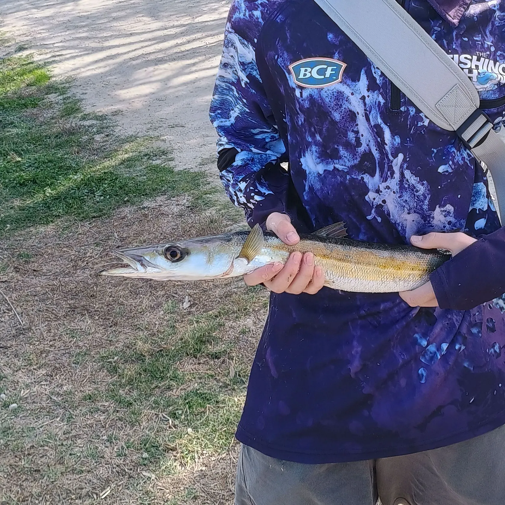 The most recent Australian barracuda catches on Fishbrain