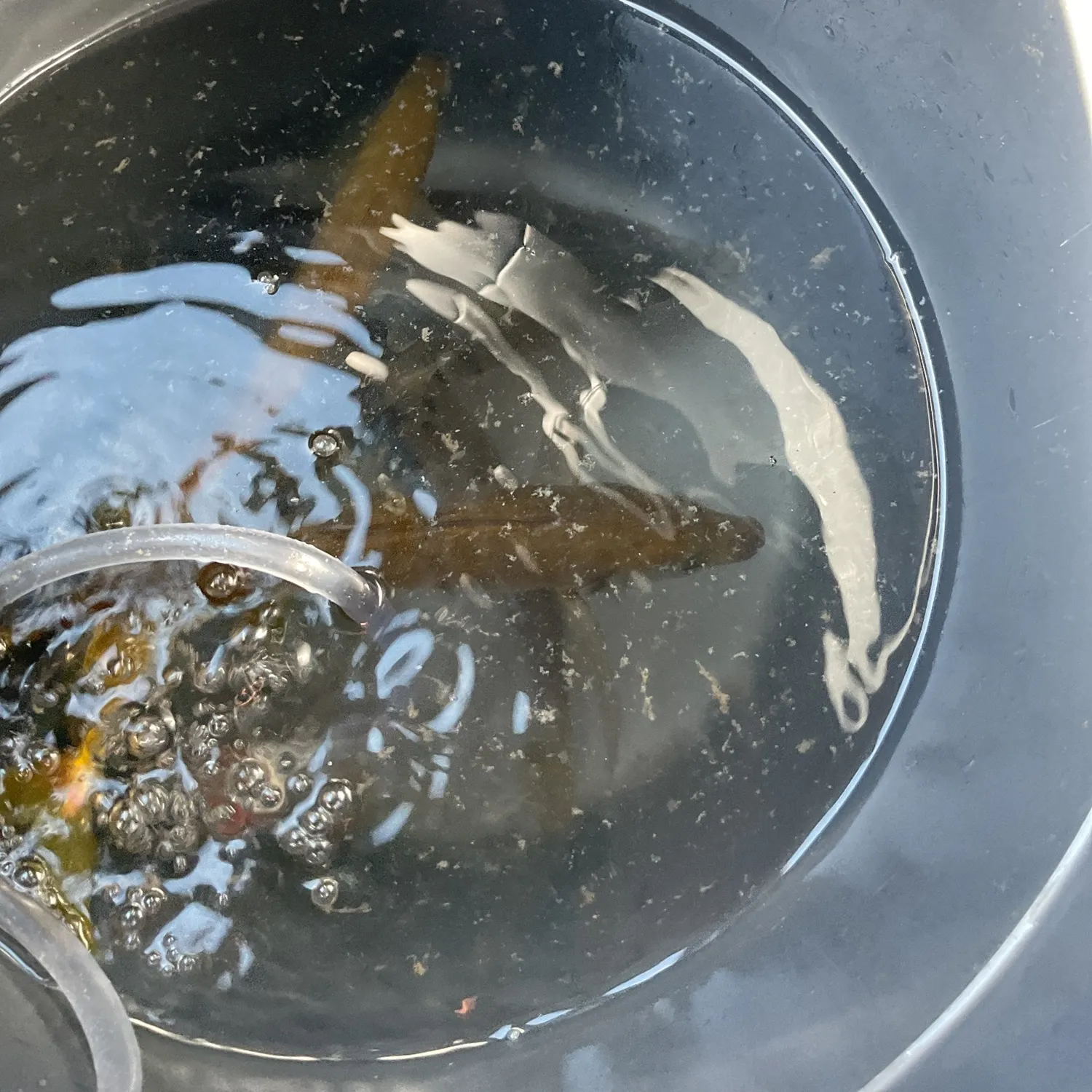 Yellowtail scad caught on Fishbrain