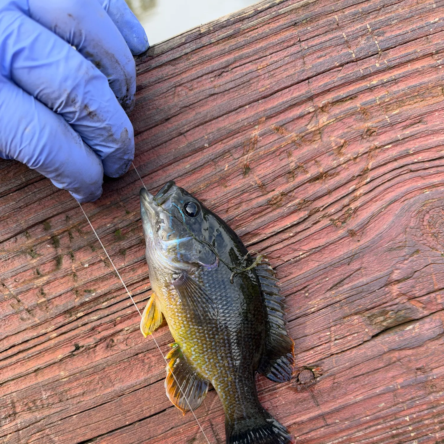 Green sunfish caught on Fishbrain