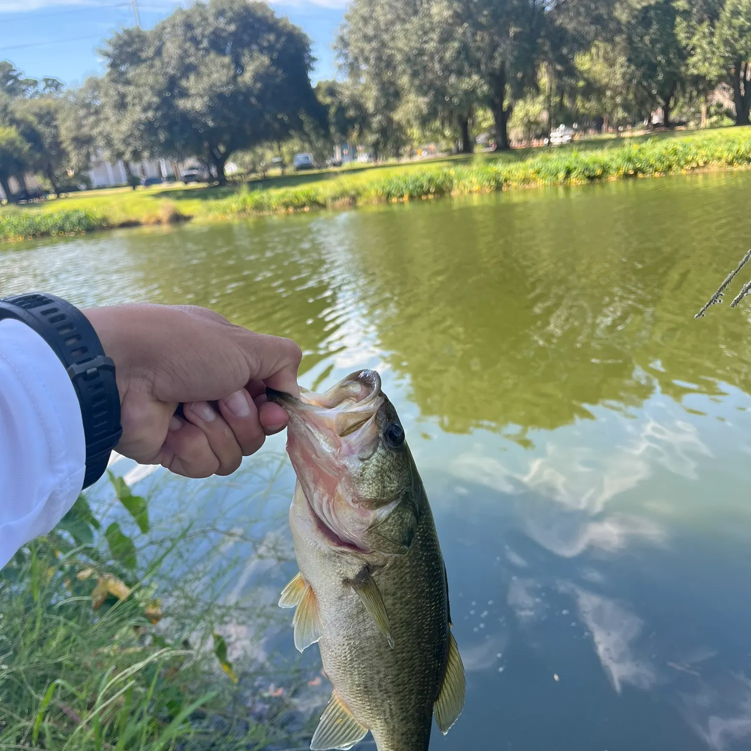 Fishing in Savannah, GA (United States) ️️️️ Find Spots, Species & Tips
