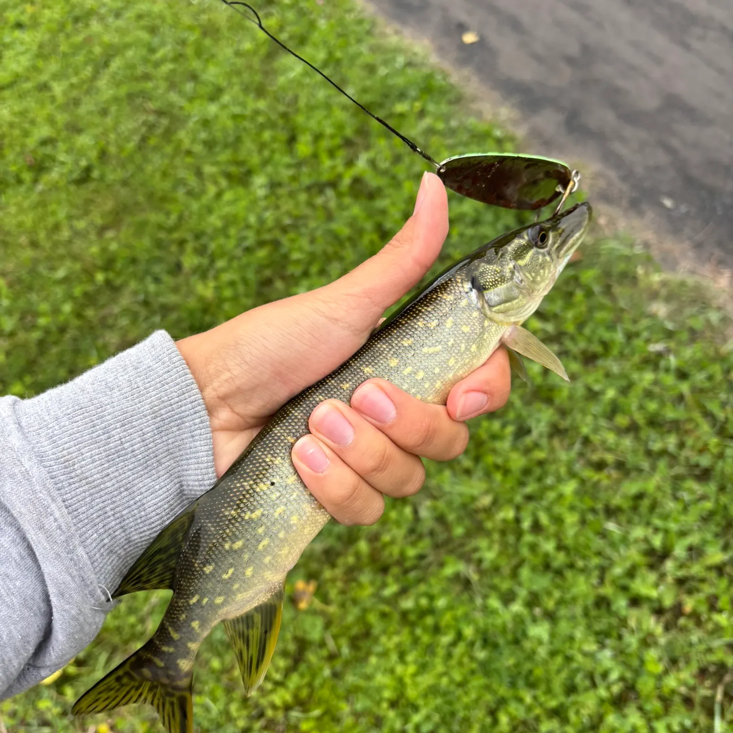 Northern pike caught on Fishbrain