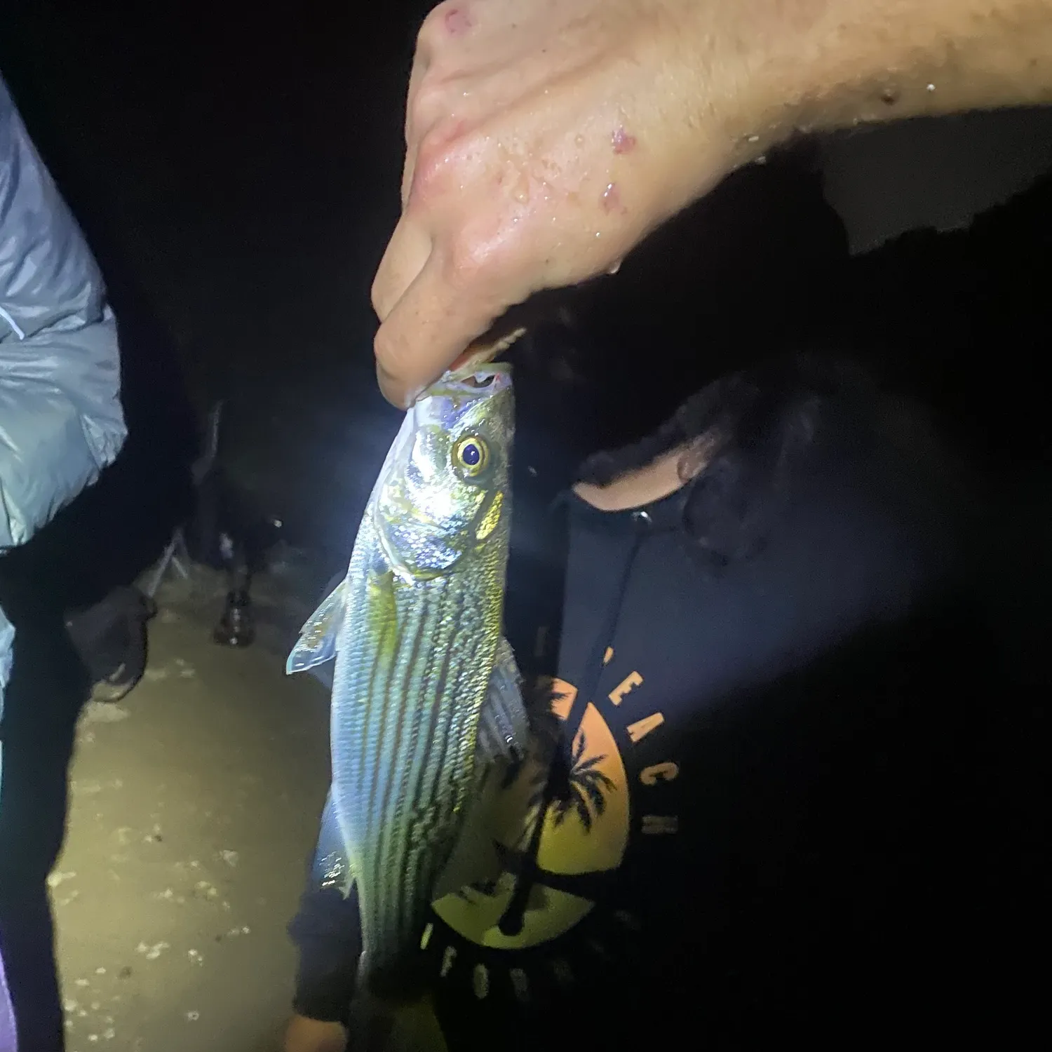 Striped bass caught on Fishbrain