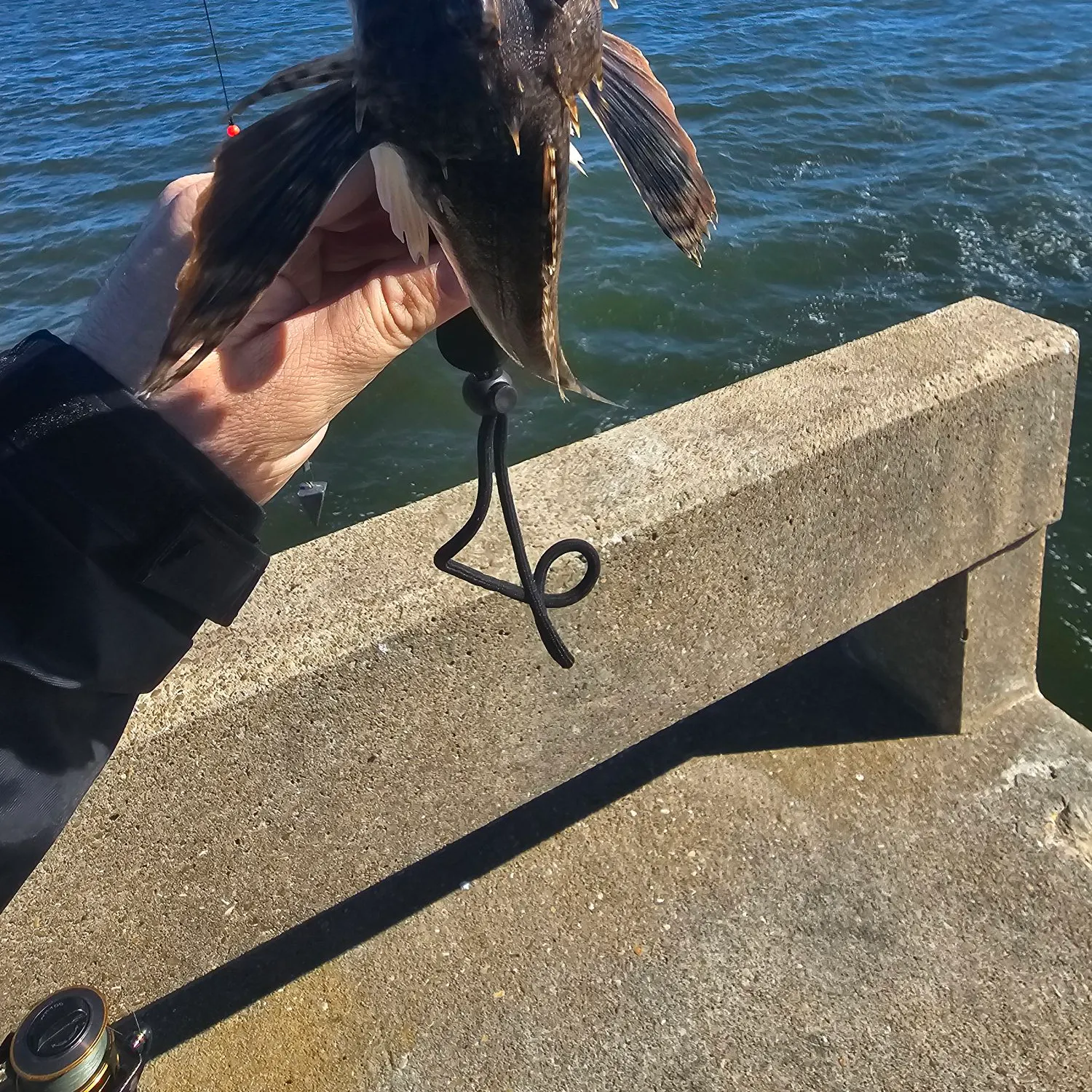 The most recent Northern searobin catches on Fishbrain