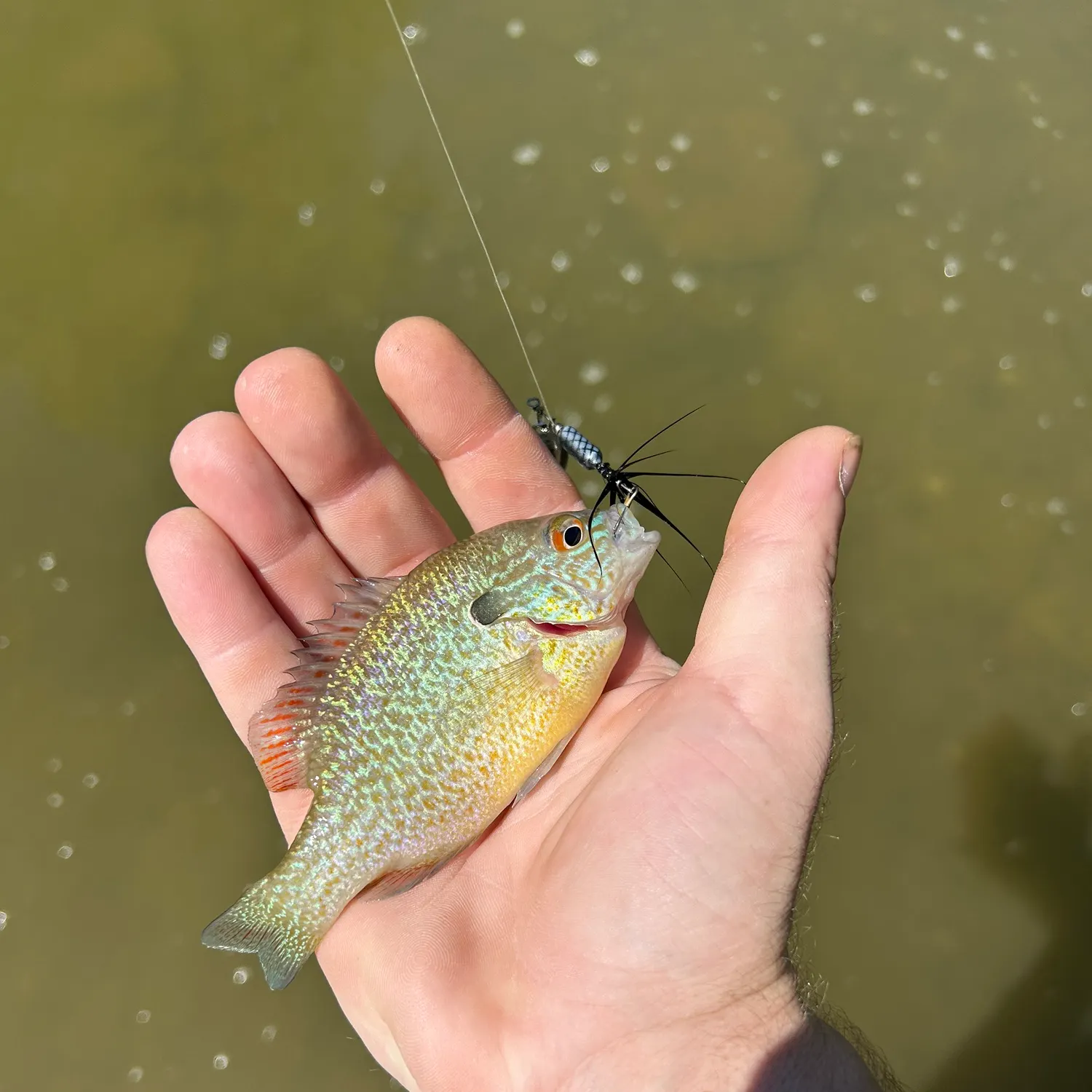 The most recent Dollar sunfish catches on Fishbrain