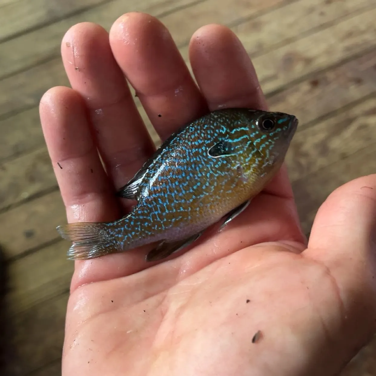 Greengill hybrid caught on Fishbrain