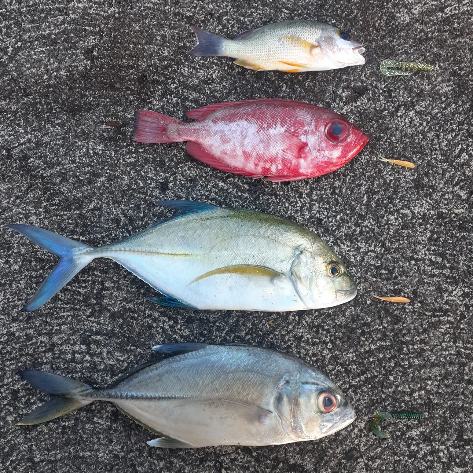 recently logged catches