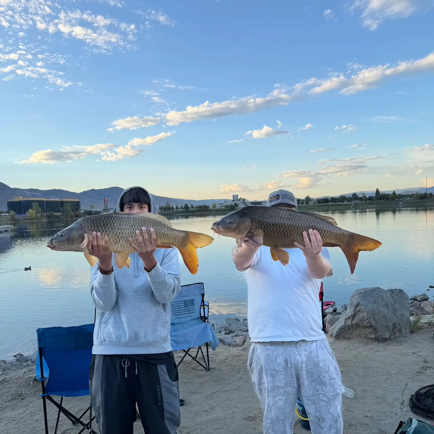 Common carp caught on Fishbrain