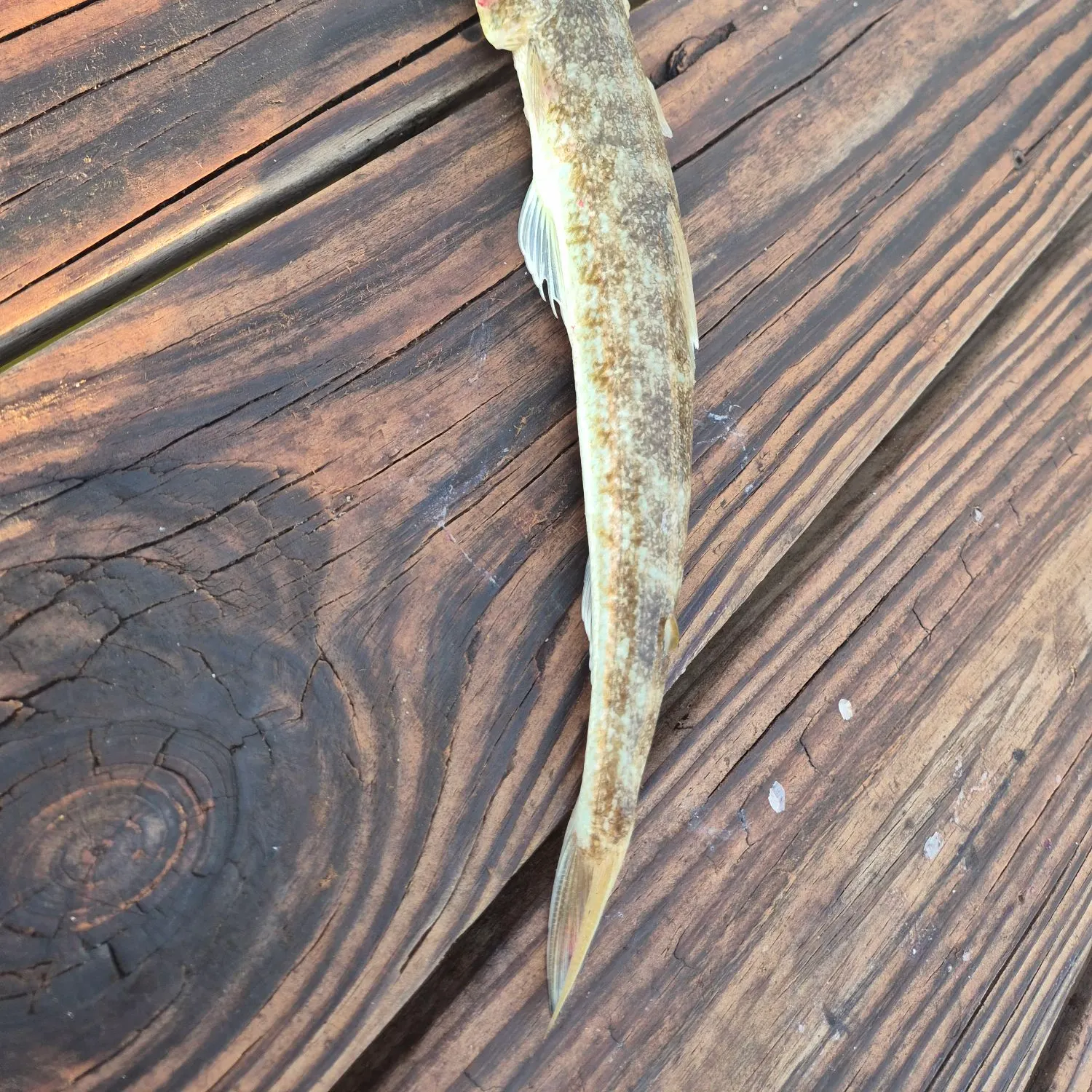 The most recent Atlantic lizardfish catches on Fishbrain