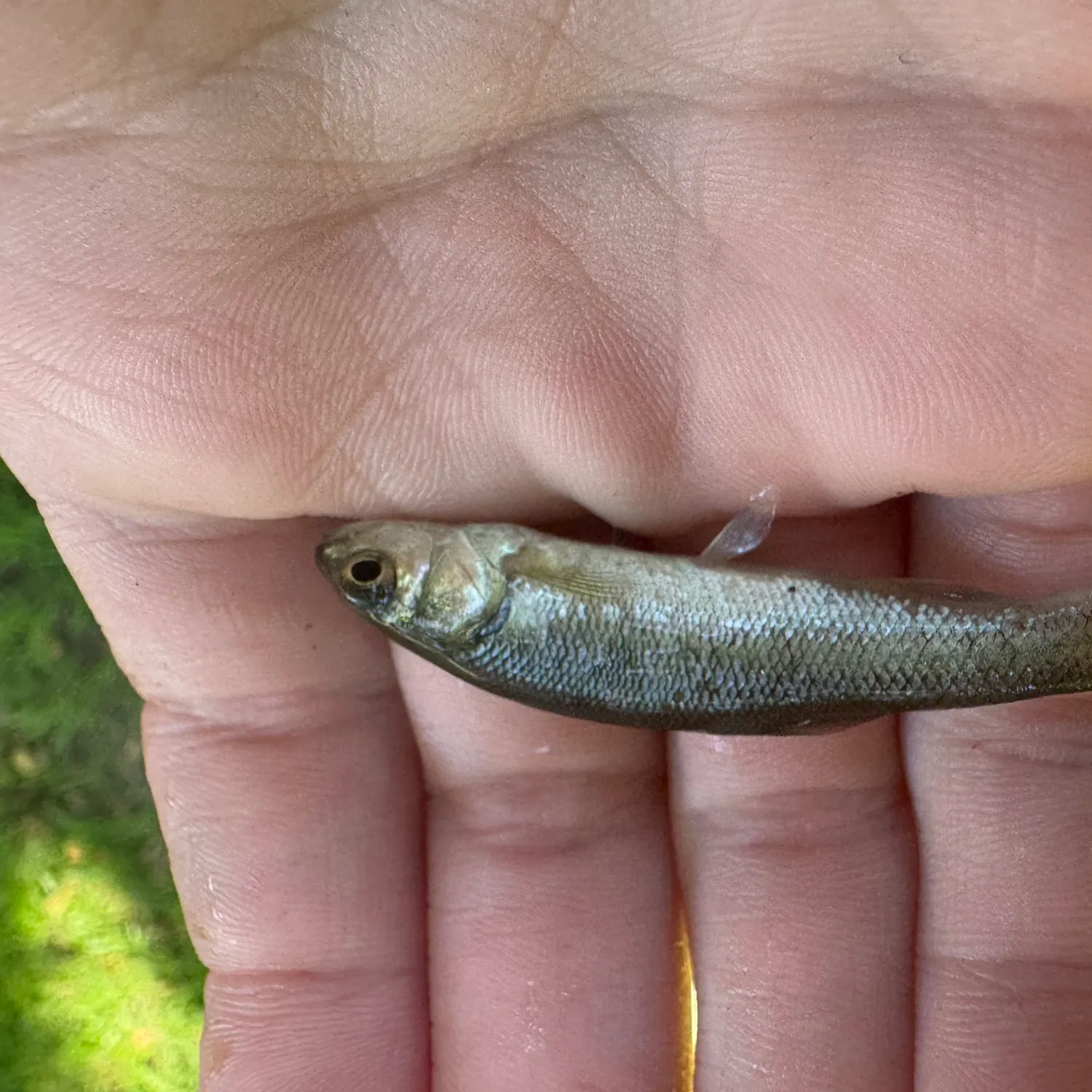 Creek chub caught on Fishbrain