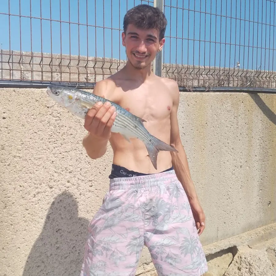 Thicklip grey mullet caught on Fishbrain